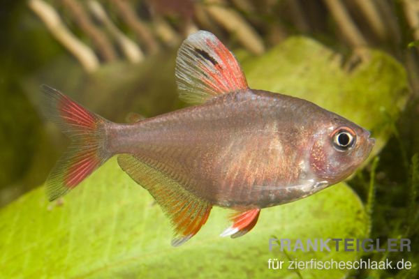 Schmucksalmler - Hyphessobrycon bentosi